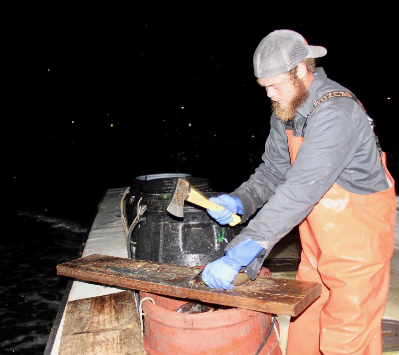 Male horseshoe crabs are the favored bait for conching. On the way out to the fishing grounds, Zandar Planches chops the crabs in half for baiting the pots.