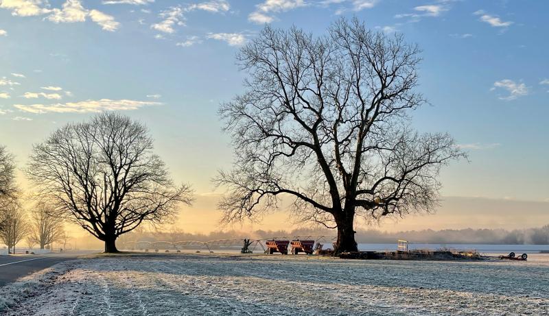 And a bonus photo of nature’s beauty. This scene caught my eye on a recent frosty morning while driving east on Route 16 west of Greenwood. The massive sycamore tree on the right has always struck me as a fine specimen. The morning sun striking the red-painted farm equipment parked beneath the tree added a dash of spice to the scene.