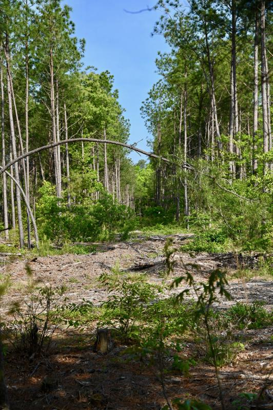 Logging roads have been cut throughout the Forest of the Broadkill River parcel, which will be converted to trails in the future. RON MACARTHUR PHOTO