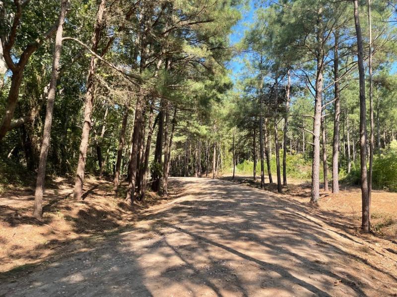 Logging trails already exist on the nearly 300-acre Forest of Broadkill Preserve on Shingle Point and Gravel Hill roads near Milton. LAND TRUST PHOTO