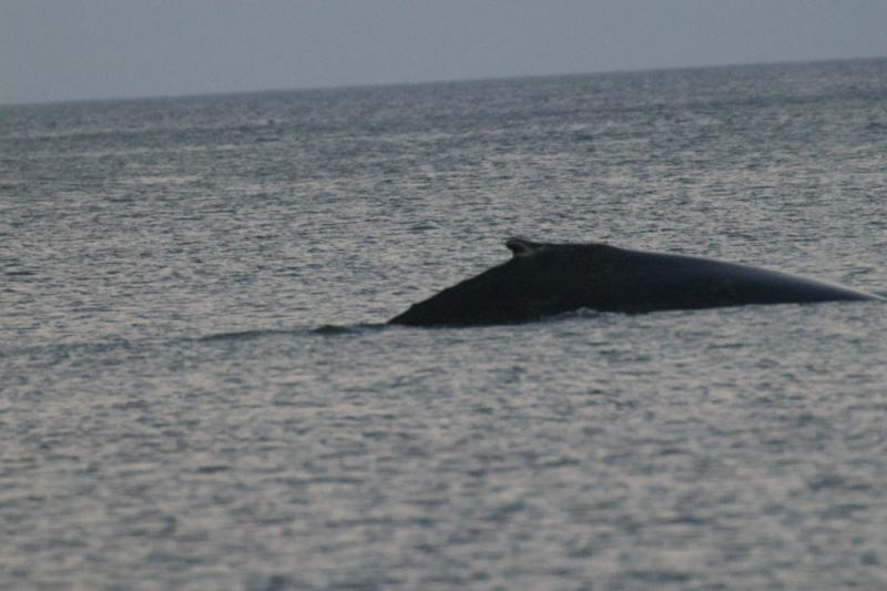 There was a lot of animal activity the evening Biden arrived in town. A whale’s back pokes through the surface of the water. RICHARD TRUMAN PHOTO